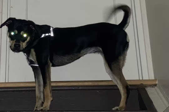 Why Do Animals’ Eyes Glow In The Dark? why eyes glow in dark3 3 12